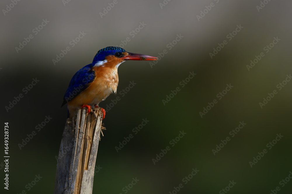 Fototapeta premium Malachite kingfisher on split post carrying bug