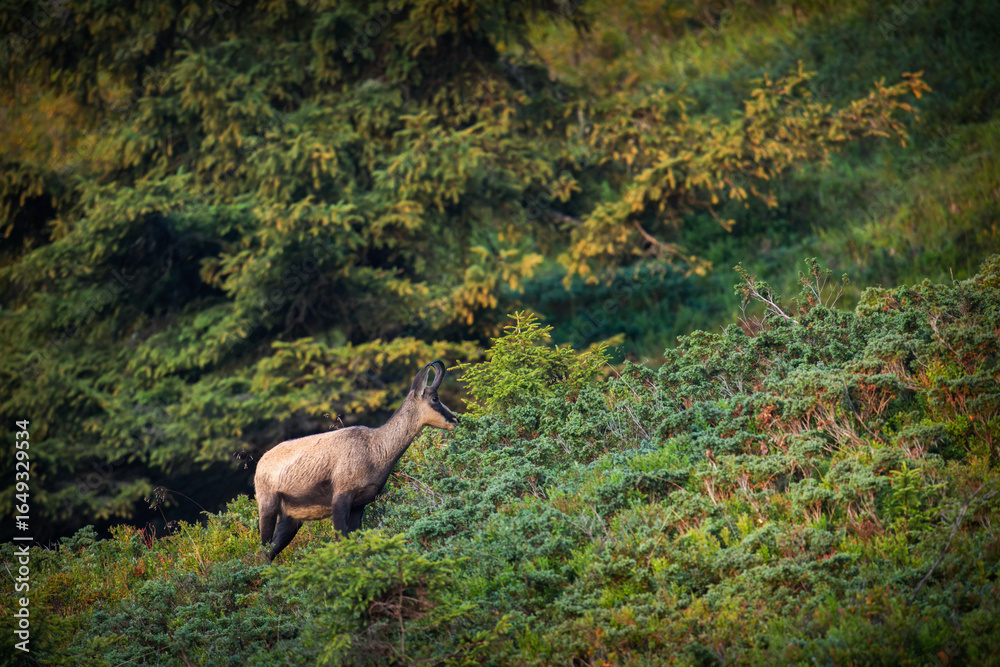 Fototapeta premium adult chamois buck on a mountain meadow at a summer morning 