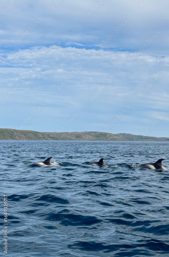 Obraz premium Dolphins frolic amidst cerulean waves beneath azure skies, evoking Ocean Day tranquility and marine biodiversity celebration
