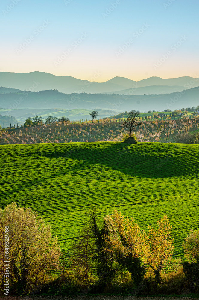 Obraz premium Autumn countryside in Massa Martana, Umbria, Italy, with rolling green fields, blooming trees, layered hills, and soft golden light in the morning.