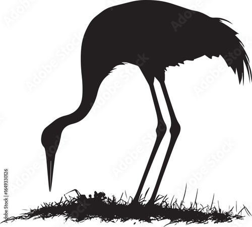 Crane foraging head lowered to peck at food on the ground, body slightly bent in a full-length silhouette.