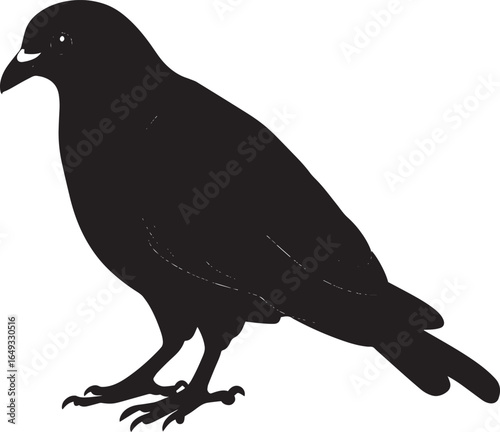 Pigeon Pecking Head lowered beak touching the ground legs slightly bent. full length silhouette black vector illustration