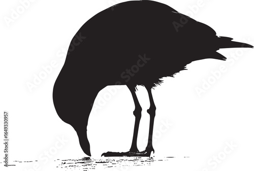 Seagull Feeding Pecking at food on the ground or surface with head down. full length silhouette black vector illustration