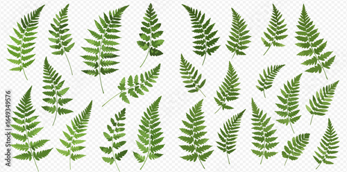 Collection of various sized green fern fronds isolated on white background.