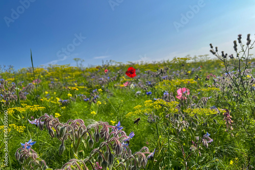 Colourful Wildflowers and a Bee on a meadow on a beautiful summer day in Emden, East Frisia