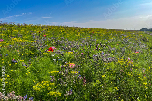 Colourful wildflowers on a meadow on a beautiful summer day in Emden, East Frisia
