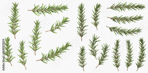 Collection of various rosemary sprigs, isolated on white background.