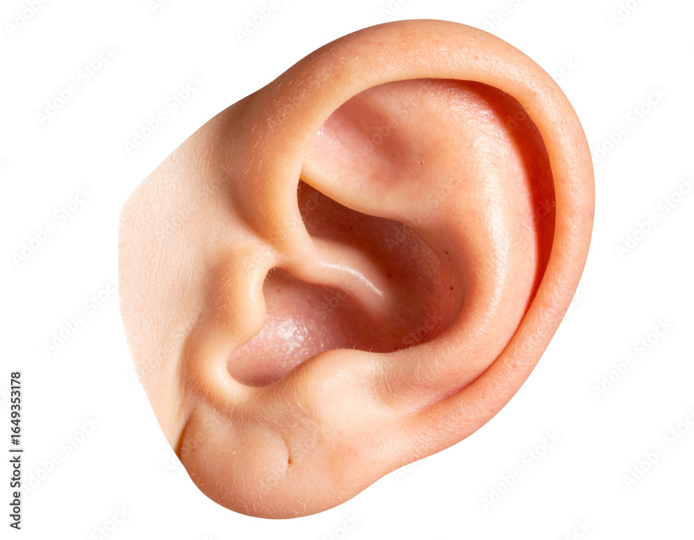 Naklejka premium Realistic Human Ear Front-Facing View, Detailed Skin Texture, Isolated on White PNG