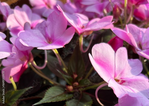 Closeup of Pink Flowers at Golden Hour
