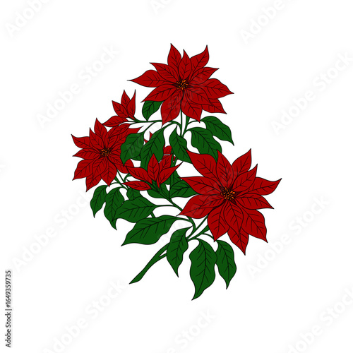 Beautiful red poinsettia flower, traditional Christmas plant symbol of the holiday season. Festive winter illustration greeting cards, invitations, decorations, posters, clipart