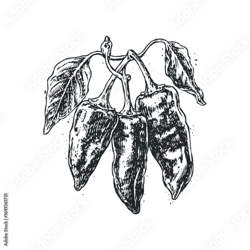Ink sketch of three ripe jalapeno peppers on a vine with leaves