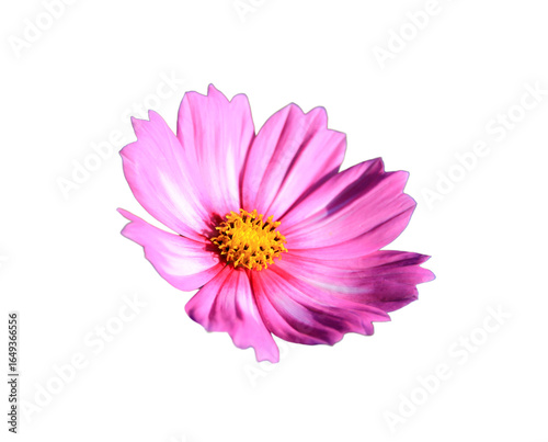 Bright pink cosmos flowers isolated on white background.