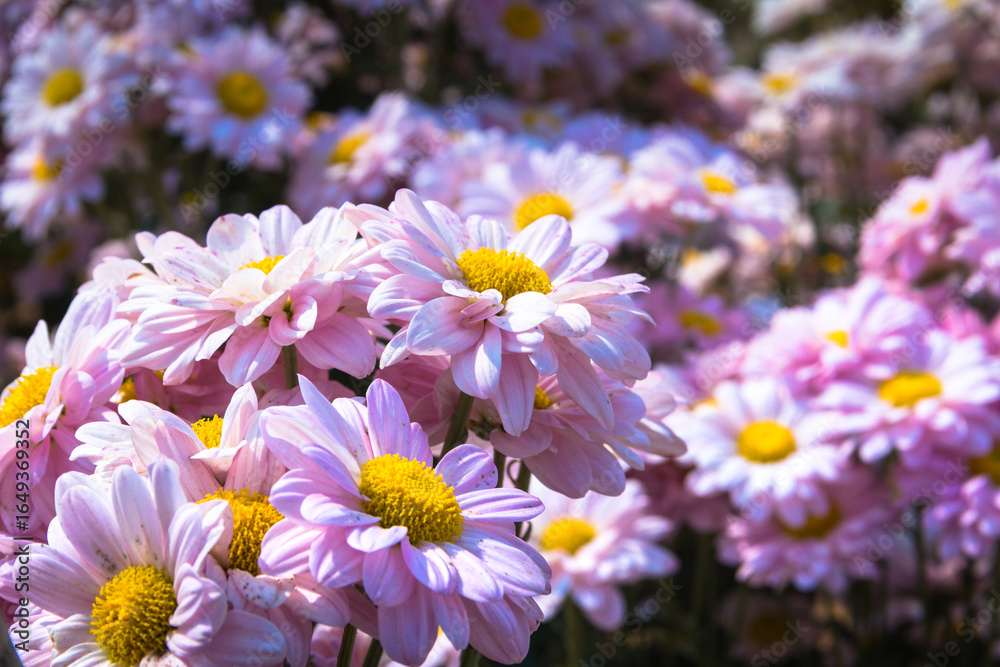 Fototapeta premium Flowers in the garden. Beautiful flowers in natural light. Background of flowers.