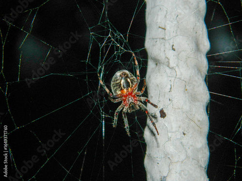 spider on the web