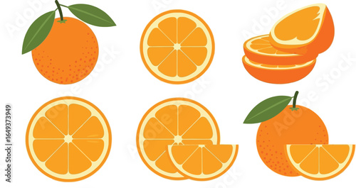 Orange Fruit Segments and Halves on Display VECTOR