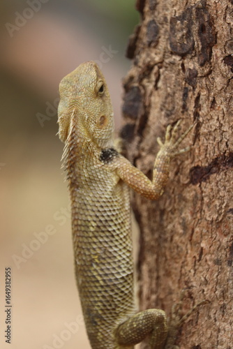 Gardeon Lizard