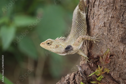 Gardeon Lizard