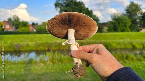 Wiesenchampingon