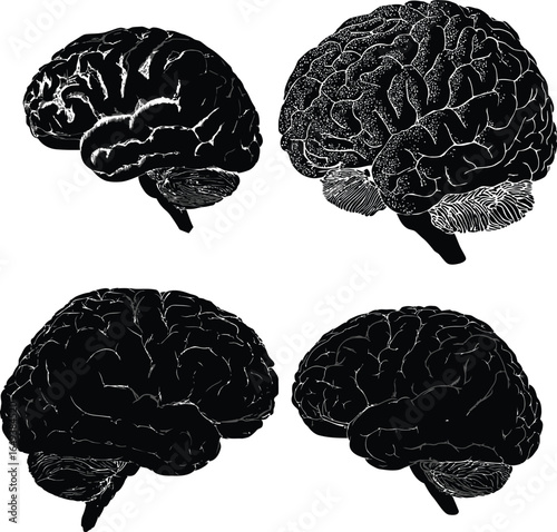 Detailed Brain Illustration, Medical Anatomy VECTOR