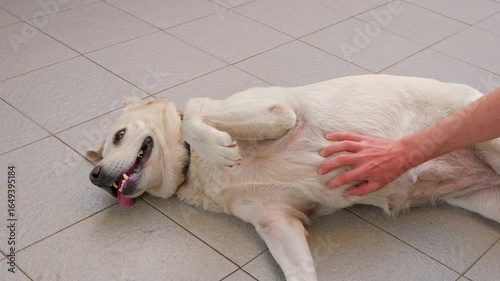 A Labrador dog lies on a tiled floor with its belly up, its tongue hanging out, and a human hand strokes its belly.