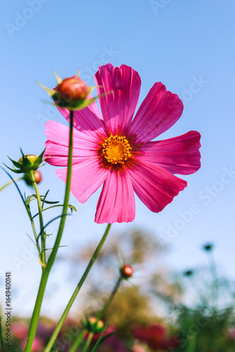 Cuadro en lienzo Beauty flower on background in flowering garden.