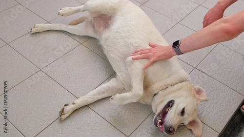A Labrador dog lies on a tiled floor with its belly up, its tongue hanging out, and a human hand strokes its belly.