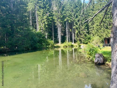 lake in the forest