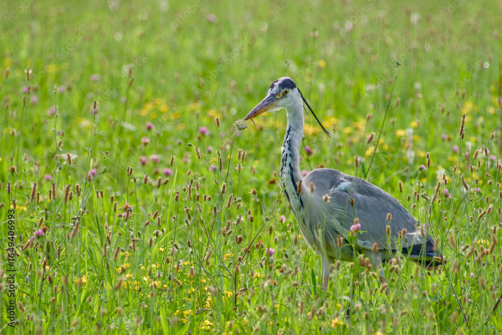 Fototapeta premium grey heron in the blooming field on summer evening close-up