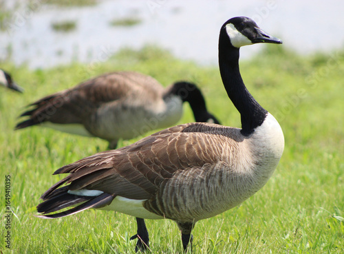 Canada geese walking