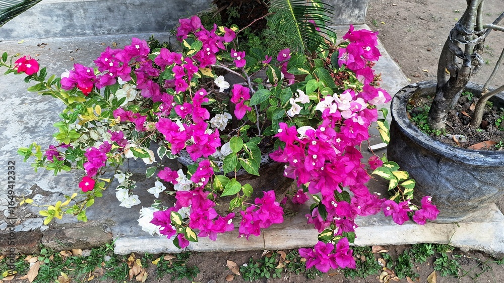 Fototapeta premium Close-up of Bougainvillea Glabra Variegata Flowers with White and Pink Petals Blooming Naturally in Tropical Sunlight