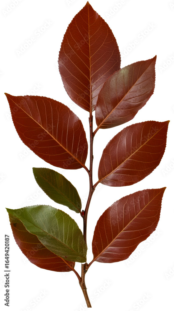 Obraz premium Branch with changing autumn leaves shows gradual color transition from green to brown, cut out transparent