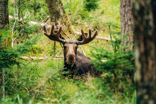 Majestic Moose in Forest – Wildlife Photography in Natural Habitat