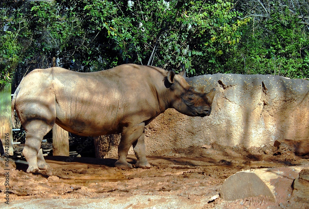 Fototapeta premium Rhino at animal reserve