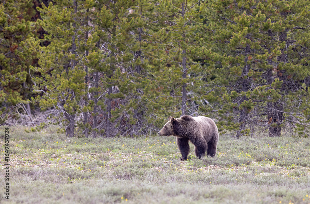 Grizzly Bear in Grand Teton National Park Wyoming in Springtime Grizzly Bear in Grand Teton National Park Wyoming in Springtime