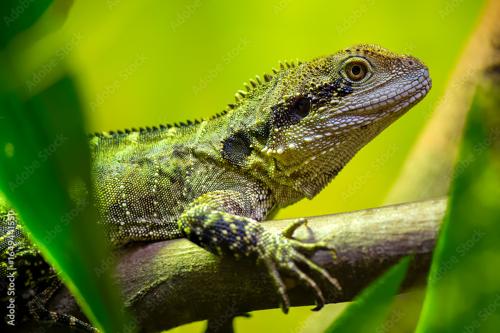 Fototapeta premium Portrait of a female Eastern Water Dragon resting on a branch in a vivarium. Physignathus lesueurii, Touraine, Indre et Loire 37, région Centre Val de Loire, France, European Union, Europe