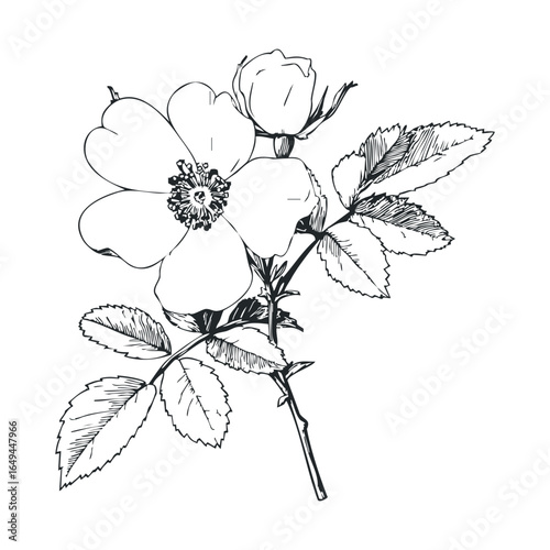Black and white botanical illustration of rose with leaves and buds