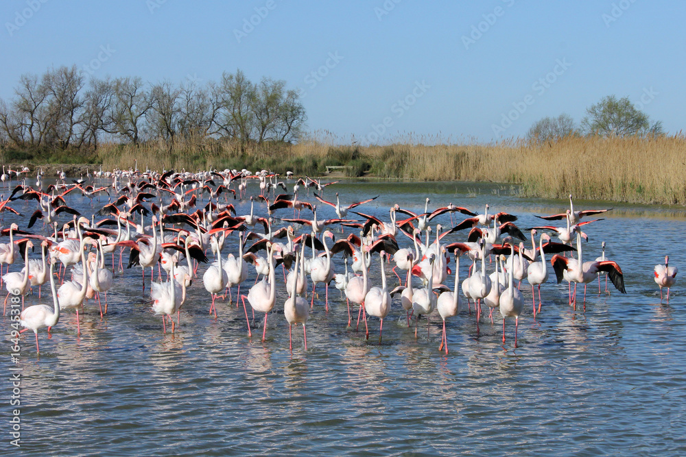 Fototapeta premium Un groupe de flamants très excités