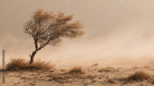 Desolate landscape with windswept tree desert environment nature photography serene viewpoint tranquil concept
