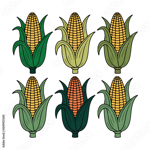 Colorful Corn Cobs Vector Set, Hand-Drawn Maize Illustration on White Background, vector design
