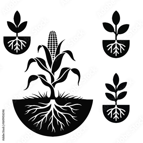 Corn Plant and Root System Silhouettes, Agricultural Growth and Botany Icons Set, vector design