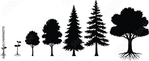 Tree growth stages from seedling to mature tree with visible roots, showcasing various tree types and natural plant development