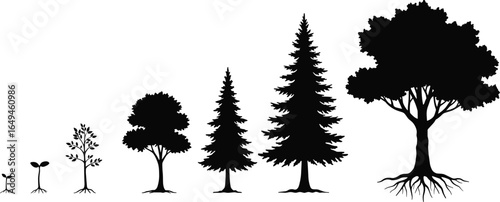Tree growth stages from seedling to mature tree with visible roots, showing development of various tree types and plant life cycle