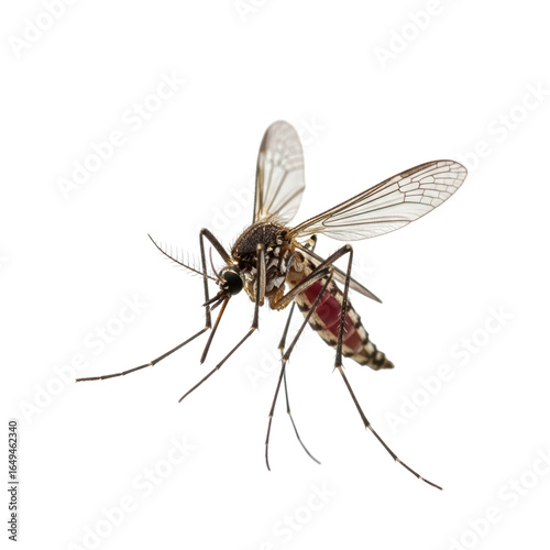 Close-up of mosquito with detailed wings and body on transparent background