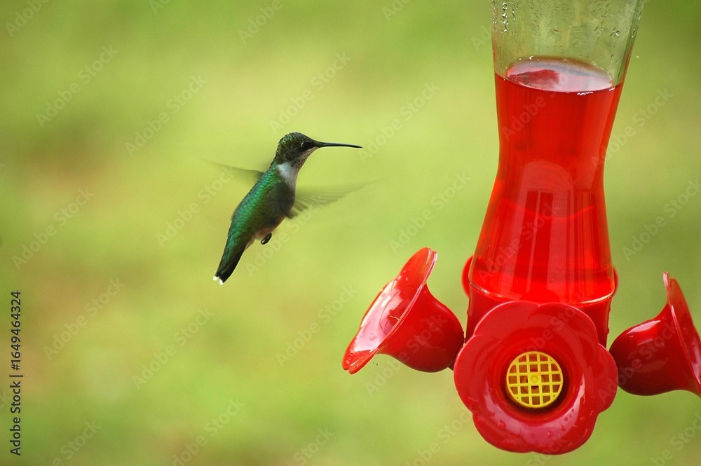 Obraz premium hummingbird flying towads at nectar feeeder