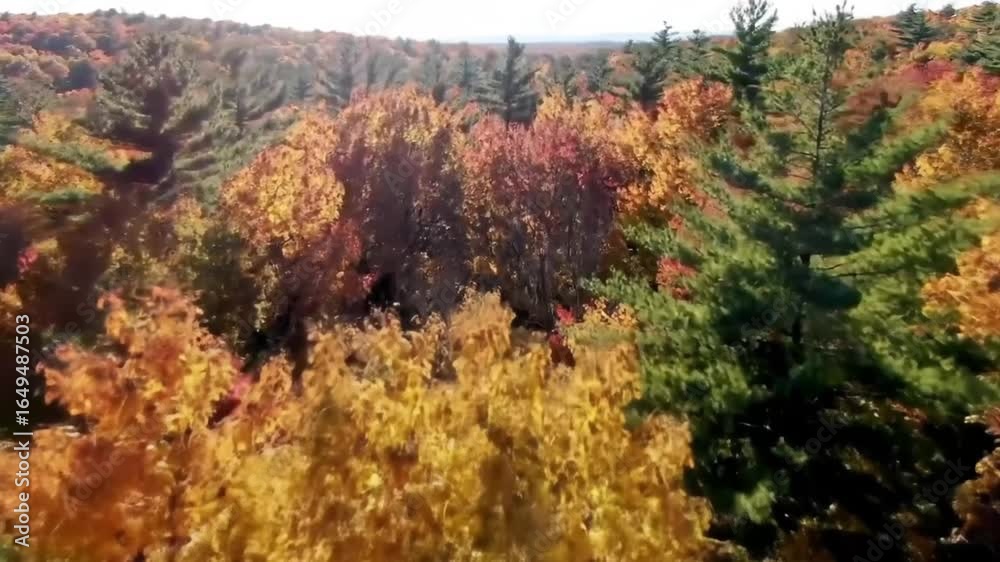 Vibrant Autumn Forest Canopy: Aerial View of Trees in Golden, Red, and Green Fall Colors Vibrant Autumn Forest Canopy: Aerial View of Trees in Golden, Red, and Green Fall Colors