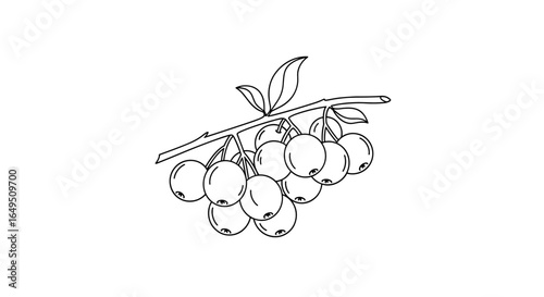 Cluster of ripe berries on a twig with leaves