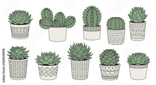 Collection of potted succulents and cacti for home decor