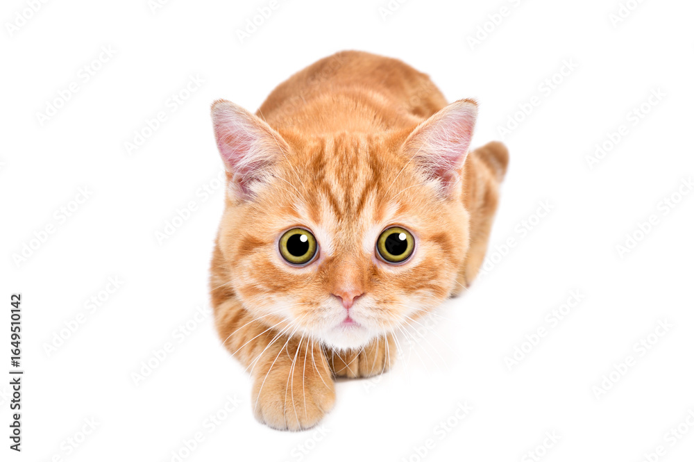 Portrait of a cute ginger Scottish Straight kitten hunting isolated on white background Portrait of a cute ginger Scottish Straight kitten hunting isolated on white background