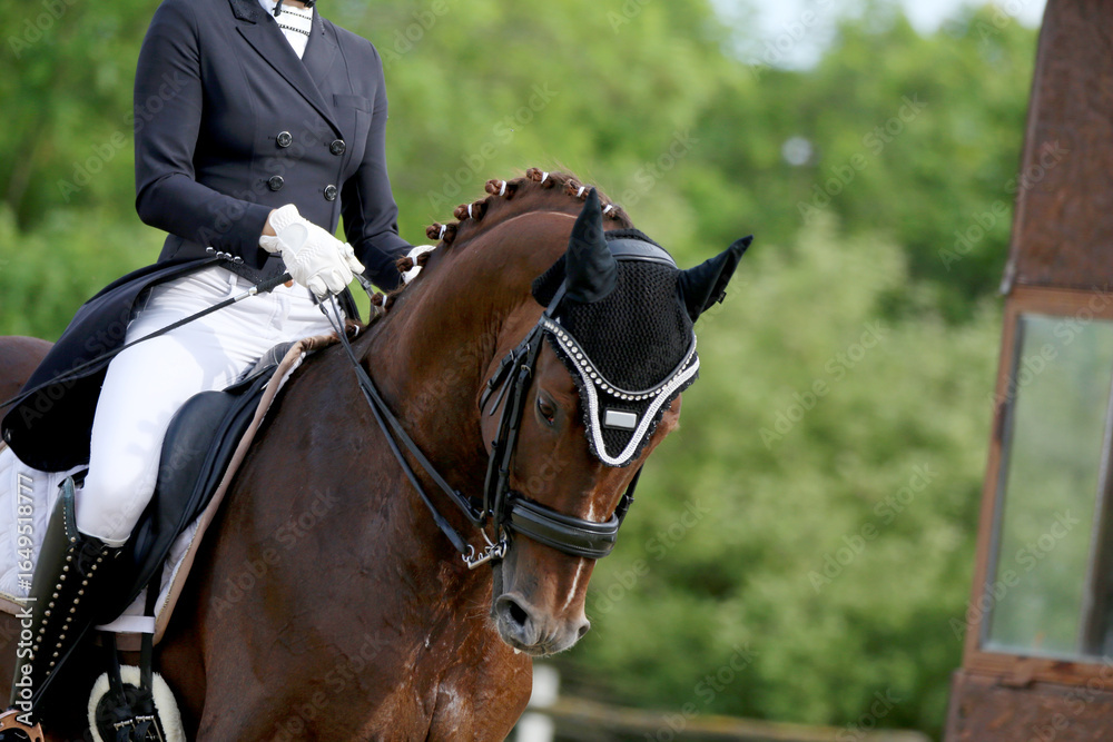 Obraz premium Close-up of a dressage horse under saddle at a summer competition. Beautiful quality leather saddle