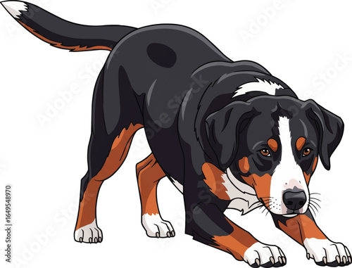 Appenzeller Sennenhund dog in herding stance vector illustration